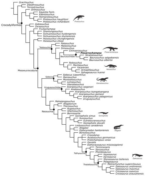 Strict consensus tree of the analysis based only on cranial characters.