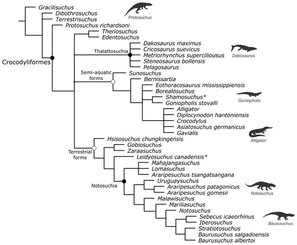 Reduced strict consensus tree of the analysis based only on postcranial characters after the exclusion of very unstable taxa.