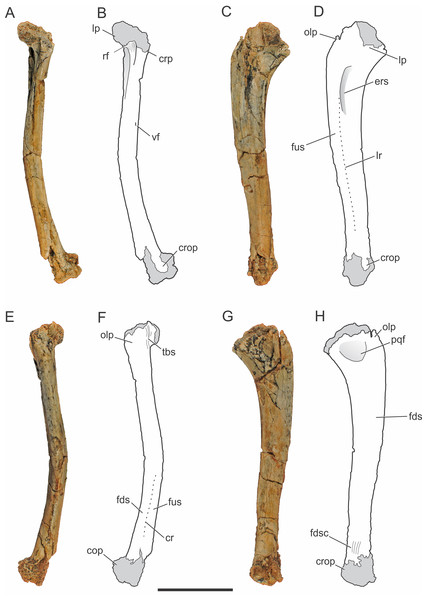 Pissarrachampsa sera (holotype, LPRP/USP 0019), photographs and schematic drawings of the right ulna in cranial (A and B), lateral (C and D), caudal (E and F), and medial views (G and H).