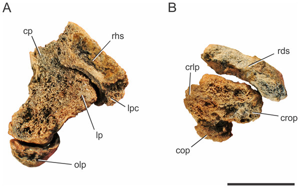 Pissarrachampsa sera (holotype, LPRP/USP 0019), photographs of articulated right ulna and radius in proximal (A) and distal views (B).