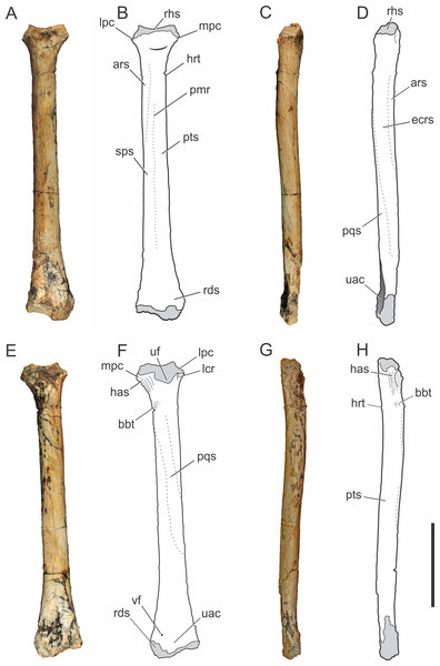 Pissarrachampsa sera (holotype, LPRP/USP 0019), photographs and schematic drawings of the right radius in cranial (A and B), lateral (C and D), caudal (E and F), and medial views (G and H).