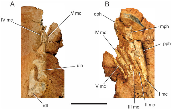 Pissarrachampsa sera (holotype, LPRP/USP 0019), photographs of the right carpus/manus in dorsal (A) and ventral views (B).