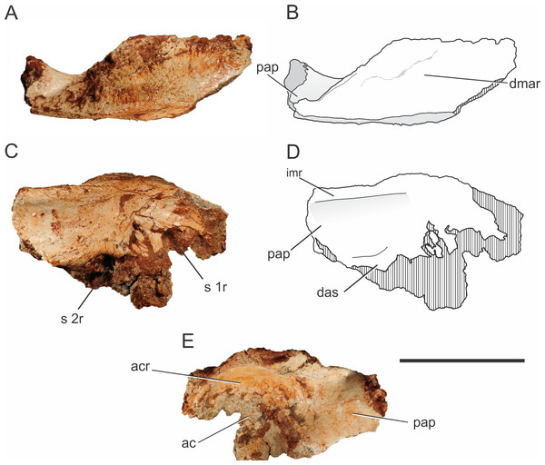 Pissarrachampsa sera (LPRP/USP 0742), photographs and schematic drawing of the left ilium in dorsal (A and B), medial (C and D), and lateral views (E).