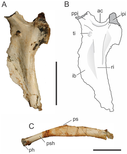 Pissarrachampsa sera (holotype, LPRP/USP 0019), photographs and schematic drawing of left ischium in lateral view (A and B) and pubis in caudal view (C).