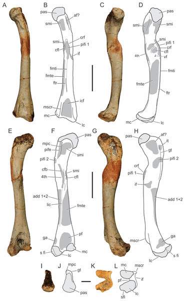 Pissarrachampsa sera (holotype, LPRP/USP 0019), photographs and schematic drawings of the left femur in cranial (A and B), medial (C and D), caudal (E and F), lateral (G and H), proximal (I and J), and distal views (K and L).