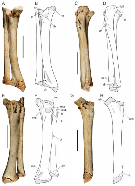 Pissarrachampsa sera (holotype, LPRP/USP 0019), photographs and schematic drawings of the articulated left tibia and fibula in caudal (A and B), lateral (C and D), cranial (E and F), and medial views (G and H).