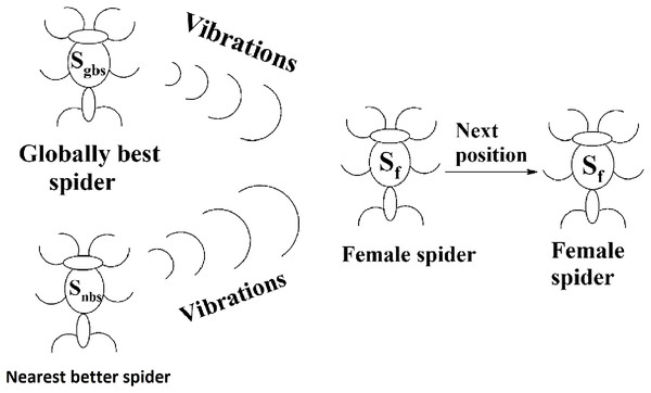 Next position of a female spider in SSODCSC.