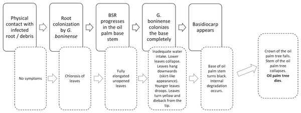 Schematic representation of BSR disease progression (solid line) and the respective symptoms in oil palm trees (dashed lines) (Siddiqui et al., 2021).