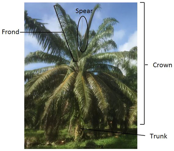 Oil palm morphology, illustrated by Husin et al. (2020c).