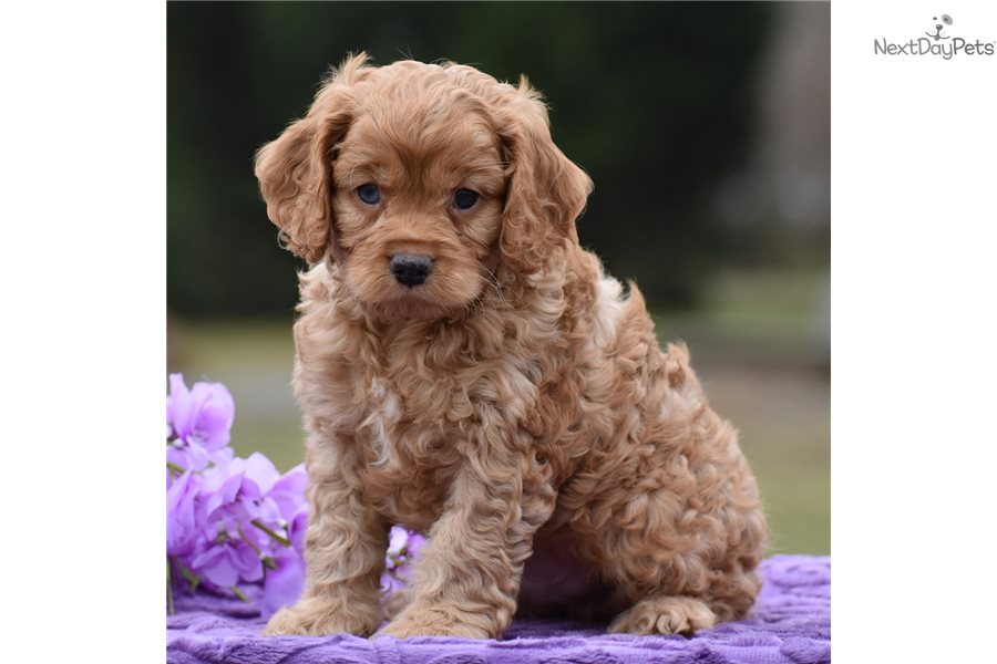 Rusty: Cockapoo puppy for sale near Harrisburg, Pennsylvania ...