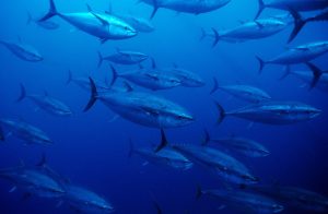 Shoal of Bluefin Tuna