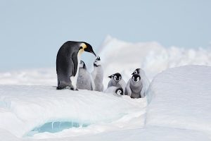 An emperor penguin stands on ice, feeding its chicks