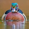 North American Wood Duck Diamond Painting