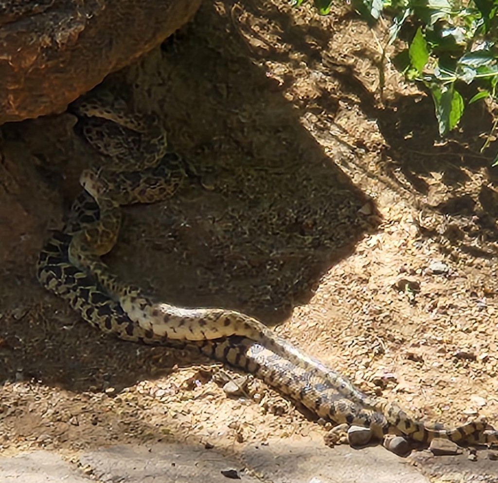 2024-05-28-snake-5-crop-DGabaldon