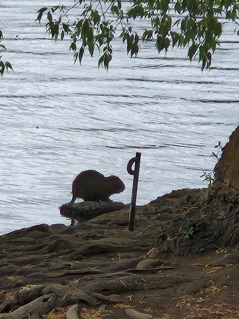 Muskrat-with-sword