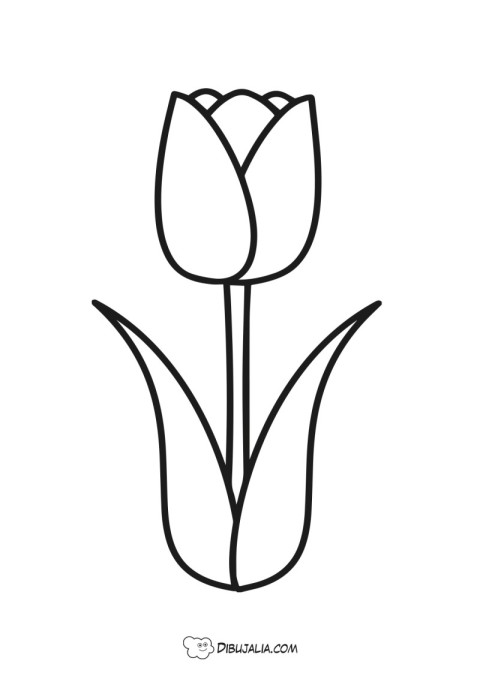 Tulipán