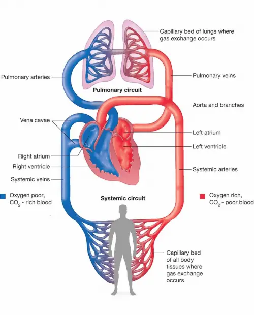 Difference between Pulmonary and Systemic Circulation - Difference.Guru