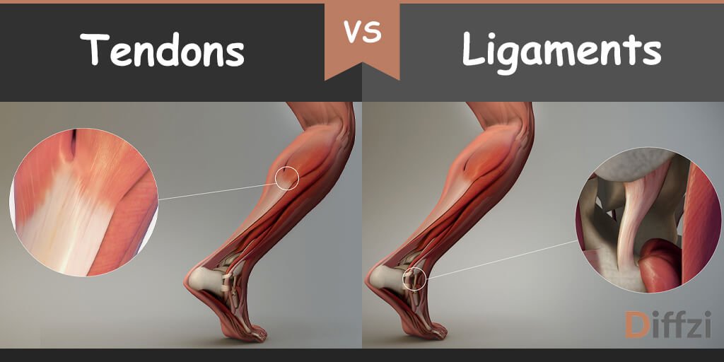 Leg Anatomy Muscles Ligaments And Tendons Muscles And - vrogue.co