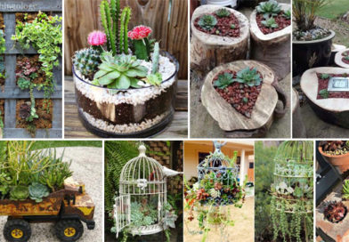 14 Lovely Succulent Gardens To Spice Up Your Outdoors