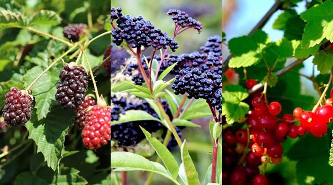 Top 17 Berry Varieties You Can Easily Grow in Your Garden