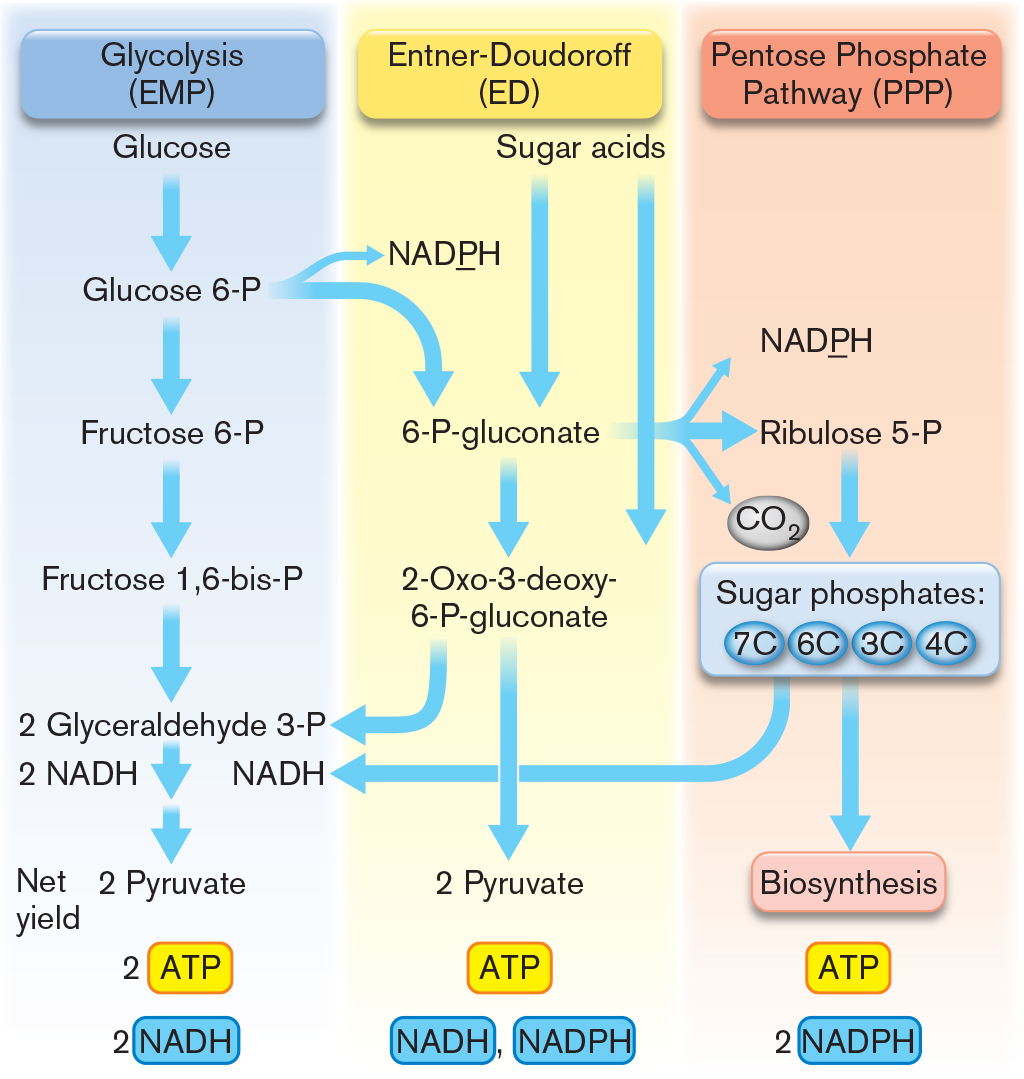 Embden-meyerhof Pathway Glycolysis Related Keywords ...