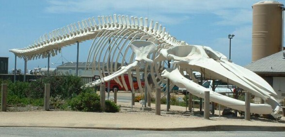  blue whale (Balaenoptera musculus)