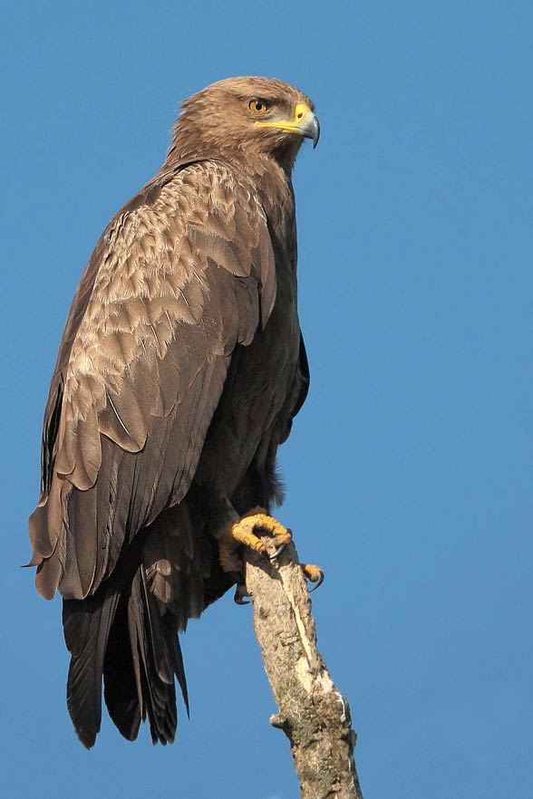 Lesser spotted eagle (Clanga pomarina).