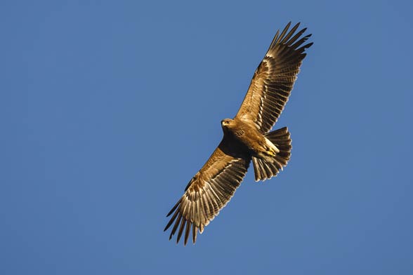 Lesser spotted eagle (Clanga pomarina).