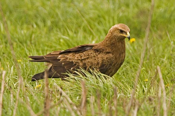 Lesser spotted eagle (Clanga pomarina).