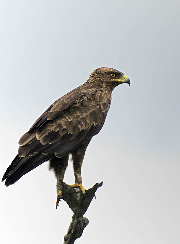 Lesser spotted eagle (Clanga pomarina).