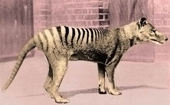 Thylacine, Tasmanian tiger