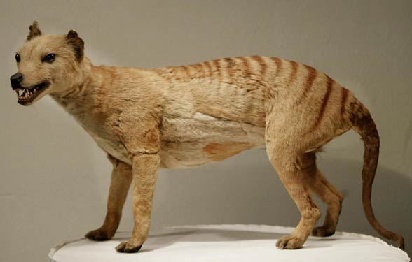 Thylacine, Tasmanian tiger