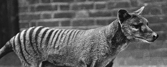 Thylacine, Tasmanian tiger