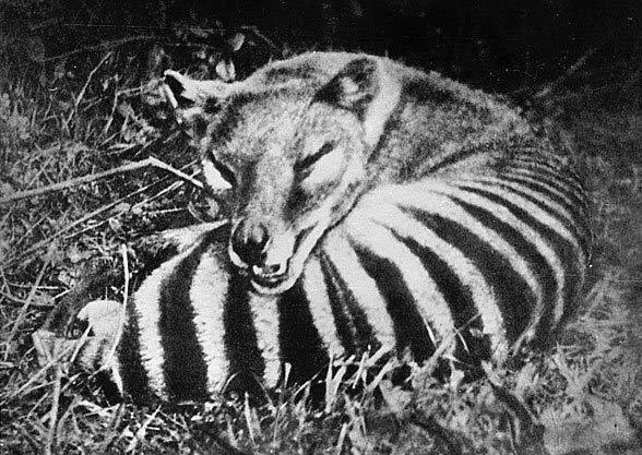 Thylacine, Tasmanian tiger