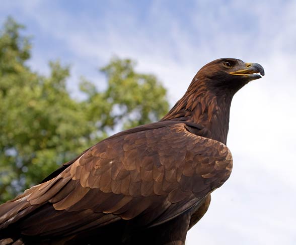 Golden eagle