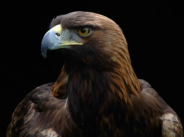 Golden eagle 