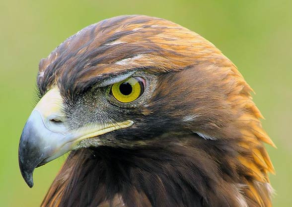 Golden eagle