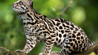 Oncilla (Leopardus tigrinus), northern tiger cat, little spotted cat, tigrillo