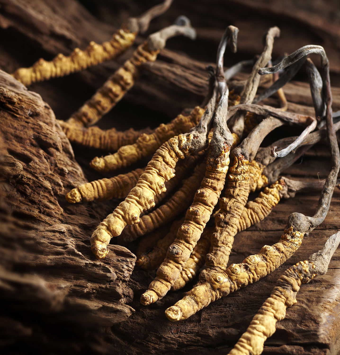 CORDYCEPS