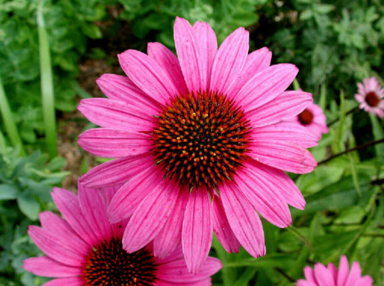 ECHINACEA