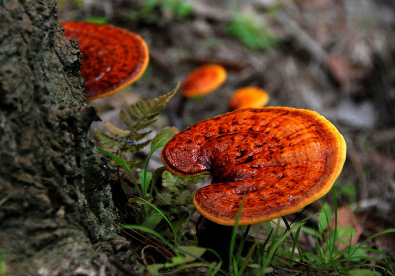 GANODERMA