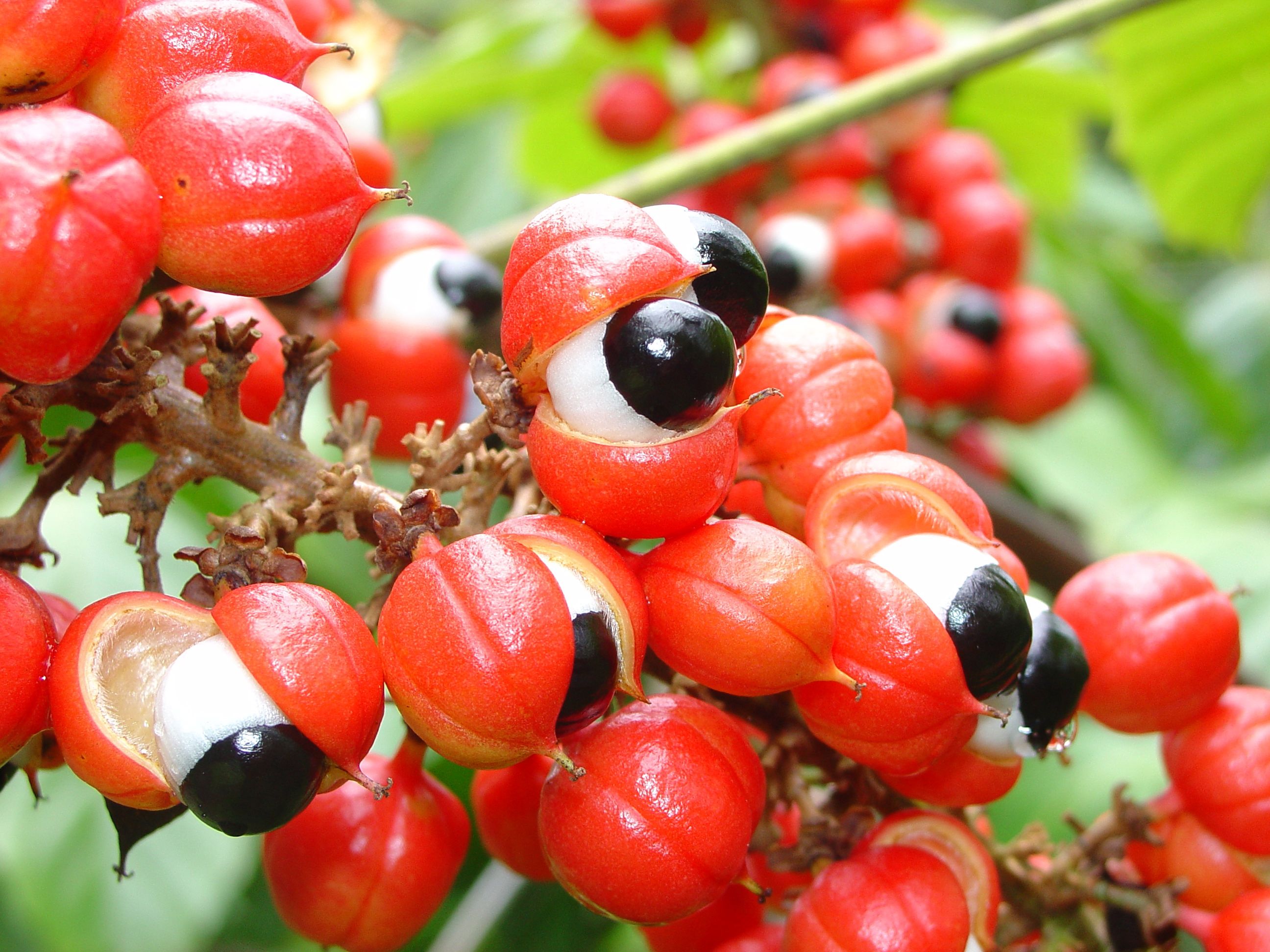 GUARANA