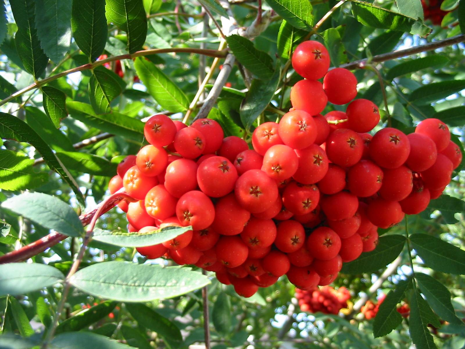 SCHISANDRA