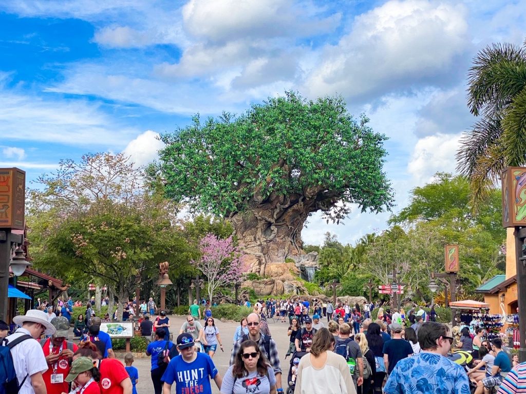 Things To Do In Disney World Tours