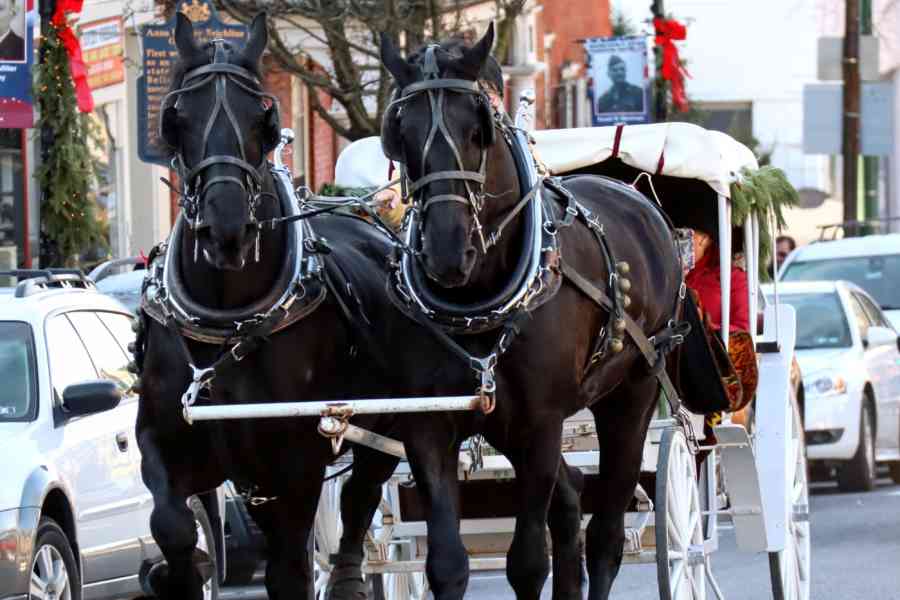 Horse Drawn Carriage 2