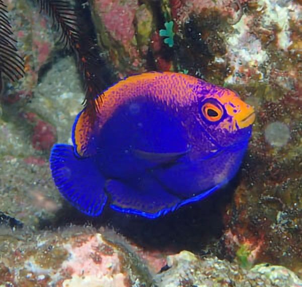 Scuba Diving St Helena | Marine Life