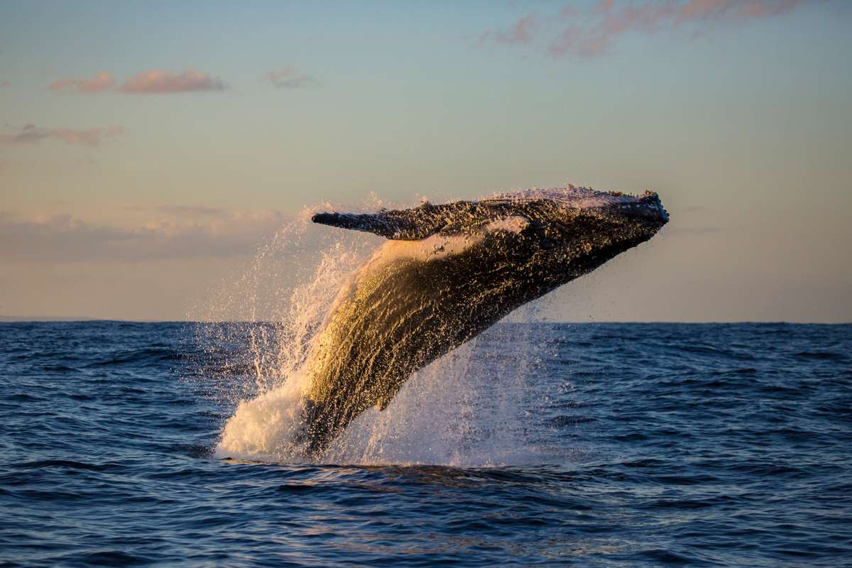 Humpback breaching at sunset