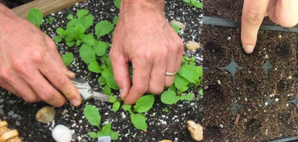 How to Harvest Arugula Seeds