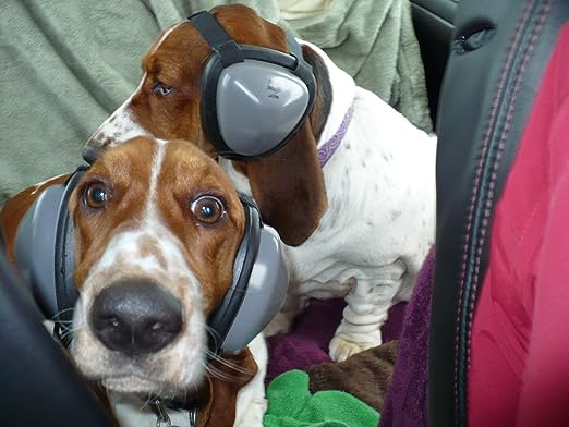 Mutt Muffs for Dogs at Disney World