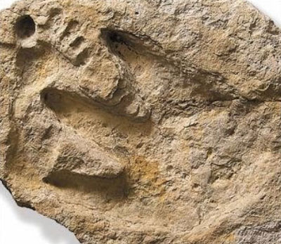 Dinosaur Tracks With Human Footprints